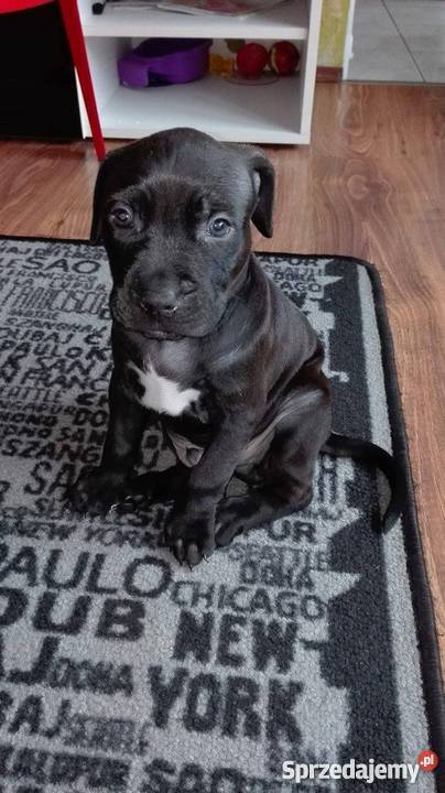 PitBull Red Nose Staffik Szczeniak pierwszy z łódzkie Bełchatów