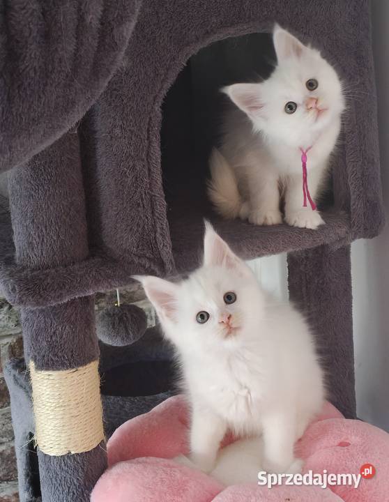 Rezerwacja Maine Coon Kcynia sprzedam
