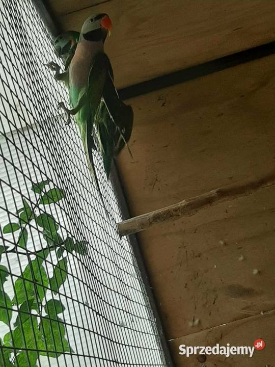 Aleksandretty różowopierśne różane para 23r Skała