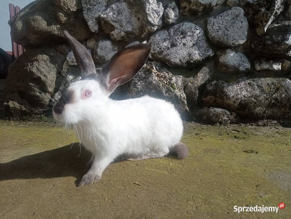 Sprzedam króliki śląskie sprzedam