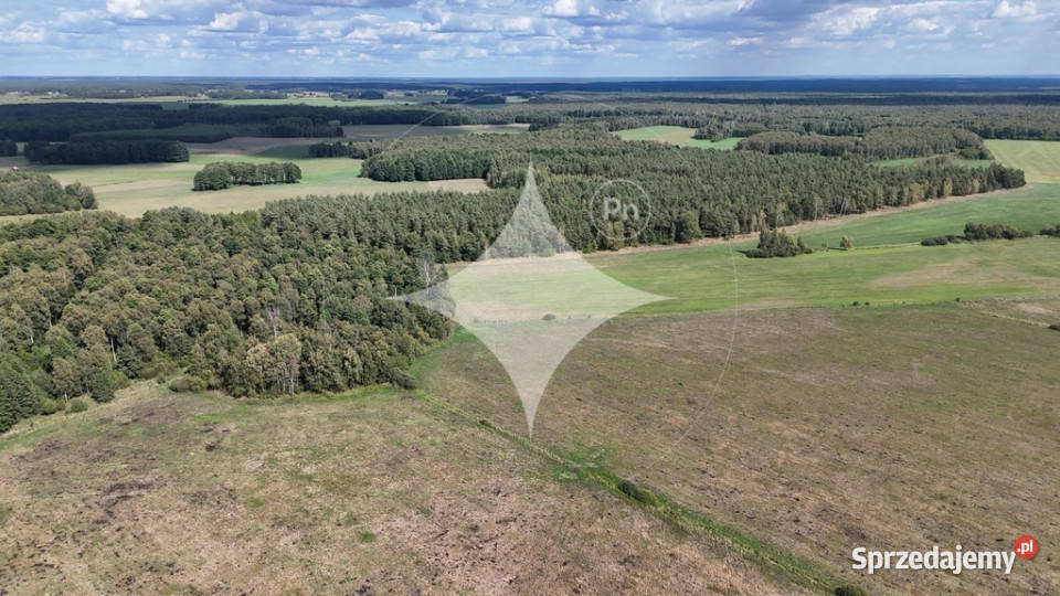 50letni Las Brzoza Sosna Gmina Rajgród Pieńczykowo