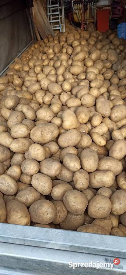 Ziemniaki Otolia Wola Dalsza