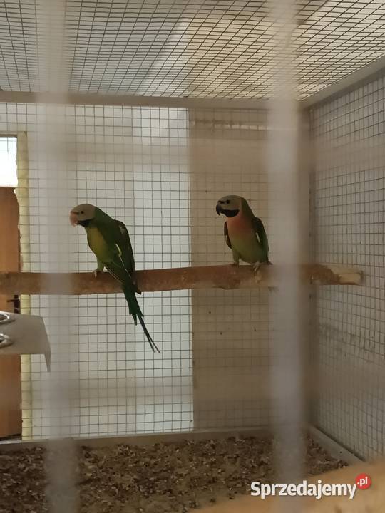 Papugi śląskie Orzesze