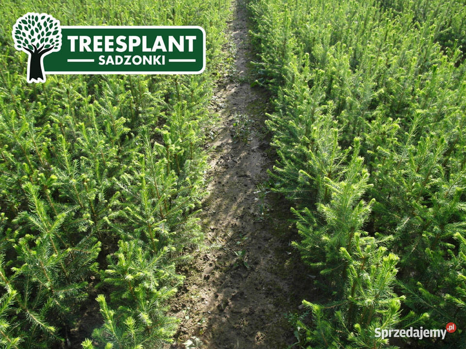 Sadzonki Świerk Pospolity Picea Abies 21 3050 Lublin