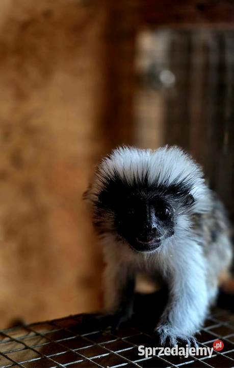 Tamaryna białoczuba Saguinus oedipus młode sprzedam