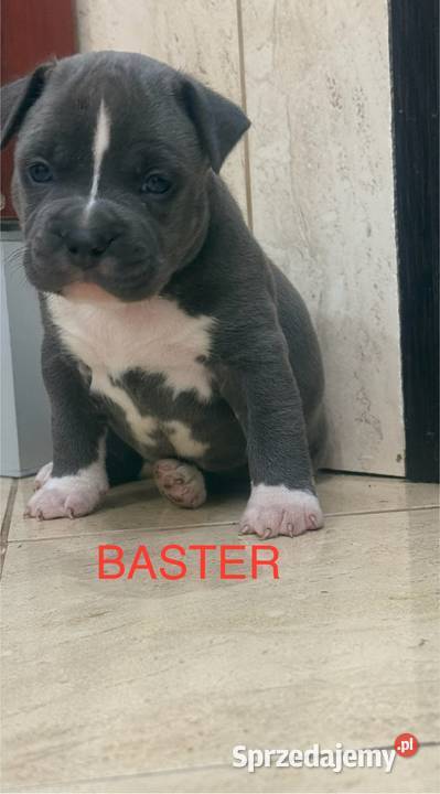 Amstaff Zapraszamy do rezerwacji Szczenięta o Sarnowo