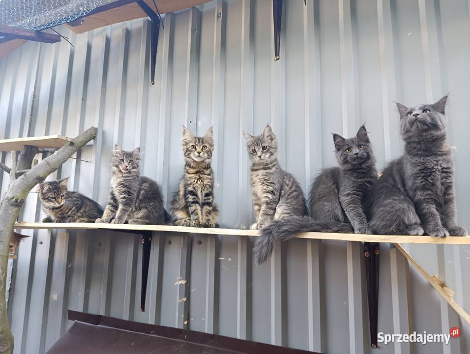 Maine coon kocięta Krasnystaw sprzedam