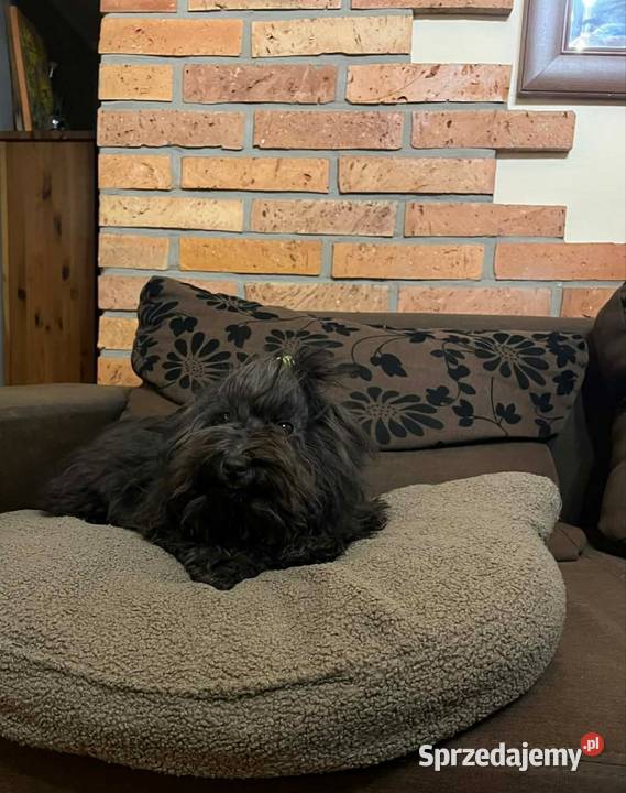 Hawana sunia rasy Rosyjska Bolonka Kolorowa Radliniec