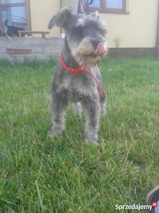 Sznaucer Miniaturkakrycie Sochaczew