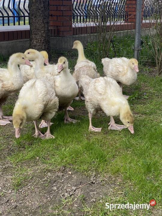 Gęś białą kołudzka