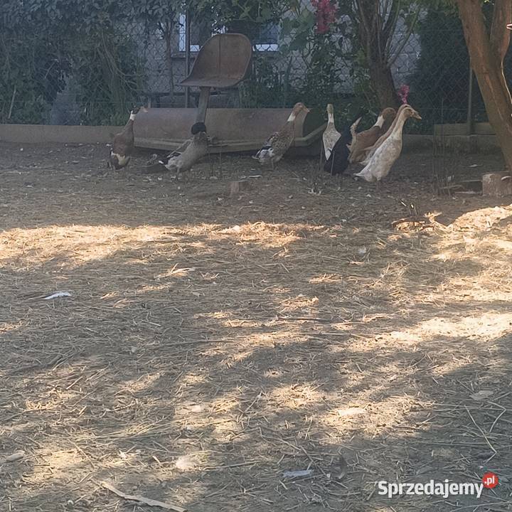 Kaczki bingusy Ptaki Bobrowa Wola sprzedam