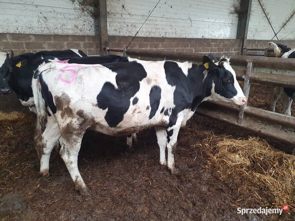 Jałówki cielne kujawsko-pomorskie Janiszewo sprzedam