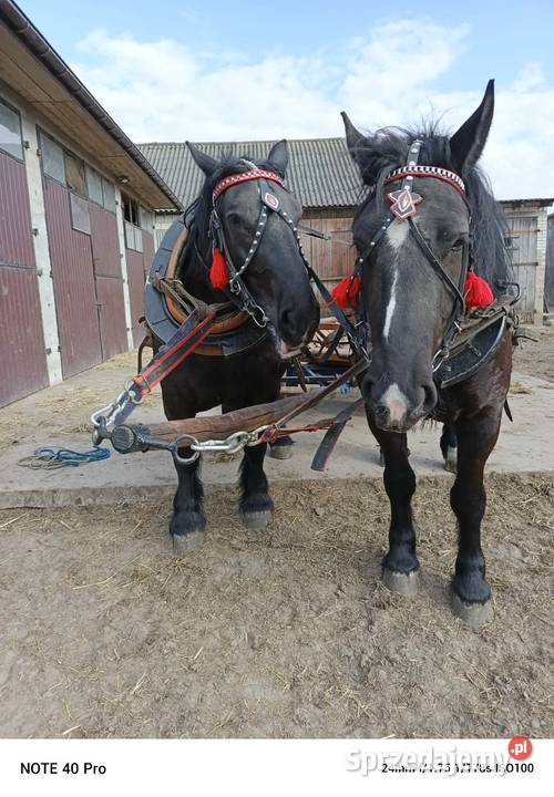 Klacz zimnokrwista typ sokólski ogier