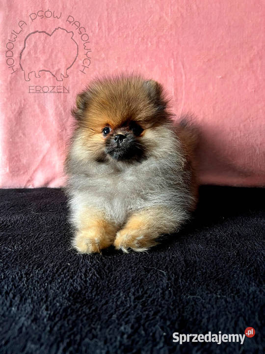 Szpic Miniaturowy Pomeranian suczki Łódź
