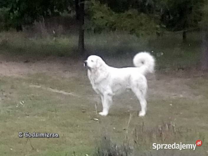 Owczarki podhalańskie owczarek podhalański kujawsko-pomorskie Godzimierz