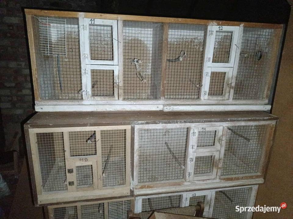 Papugi rozele świergoty Bobrowa