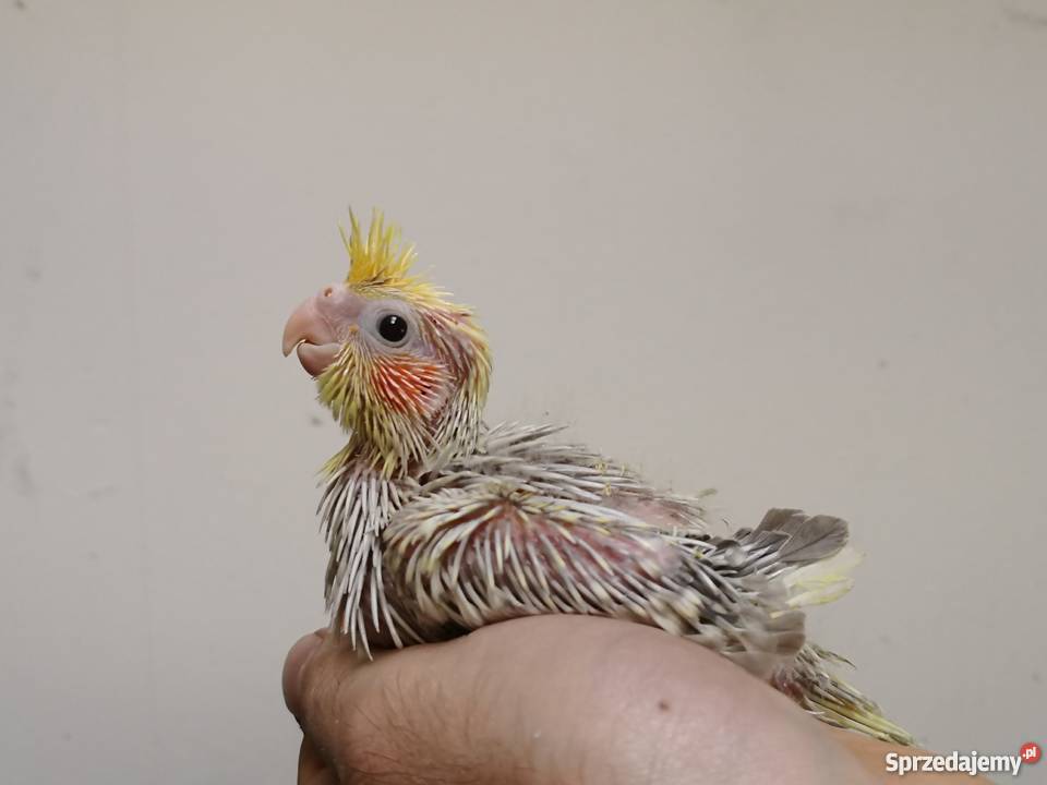 Młode papugi nimfy z 2018r Zielona Góra