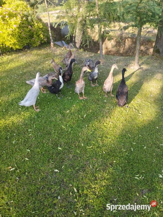 Kaczki indyjskie biegusy Skawina