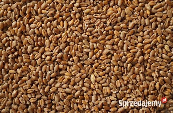 Pszenica Siennica sprzedam