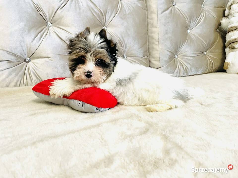 York nie Biewer taki do Kochania i opolskie Namysłów