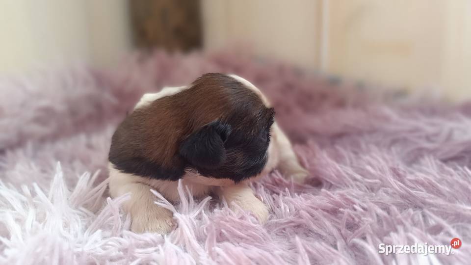 Szczeniaki shih tzu Tarnów