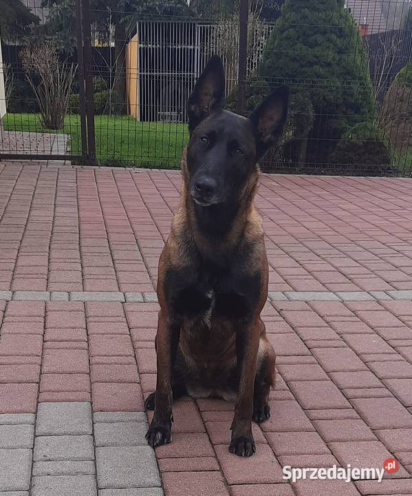 Owczarek belgijski Malinois FCI Nowy Sącz