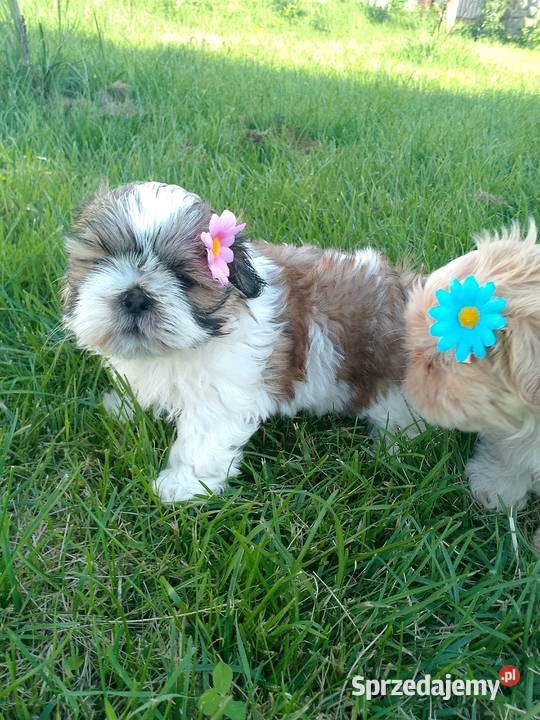 DO ODBIORU suczka ShihTzu tricolor Namysłów sprzedam