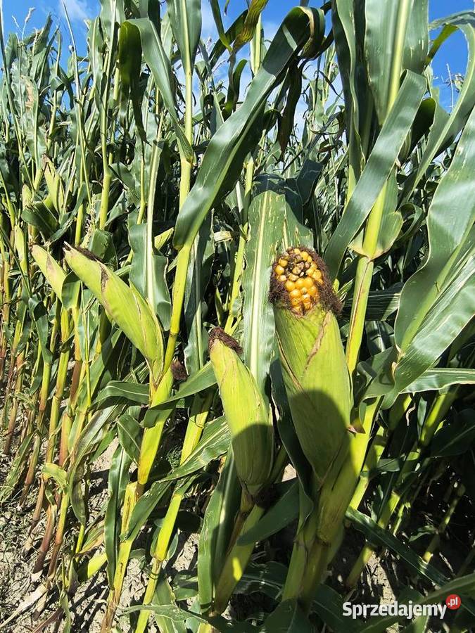 Kukurydza na pniu podlaskie Czyżew