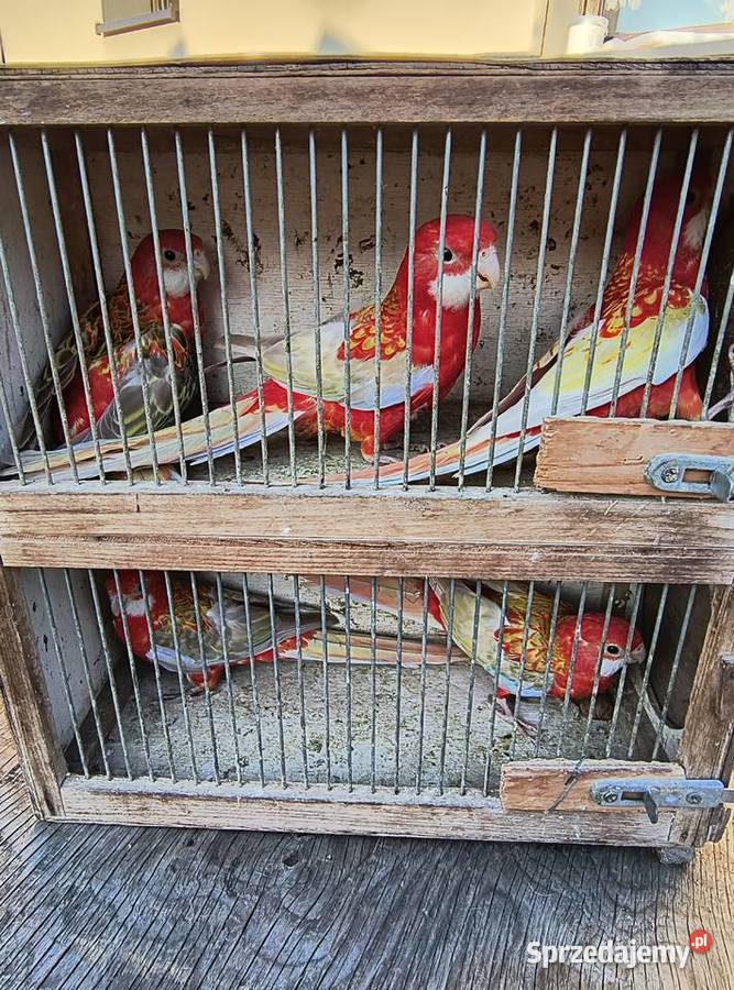 Rozella królewska i białolica śląskie