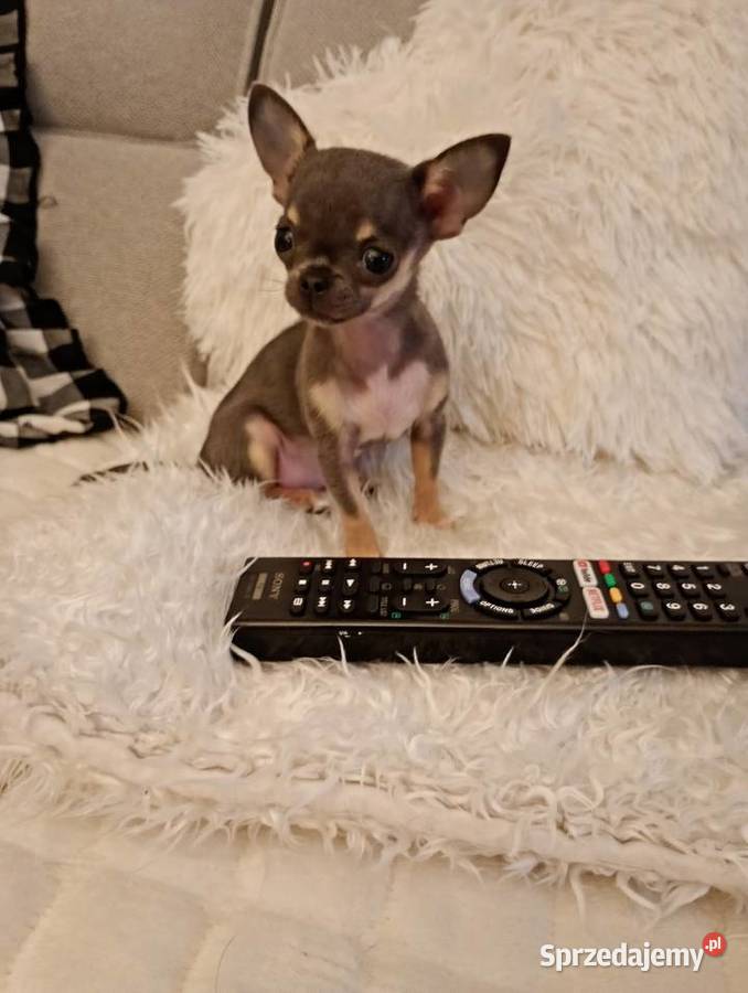 Chihuahua xxs błękitna Konin