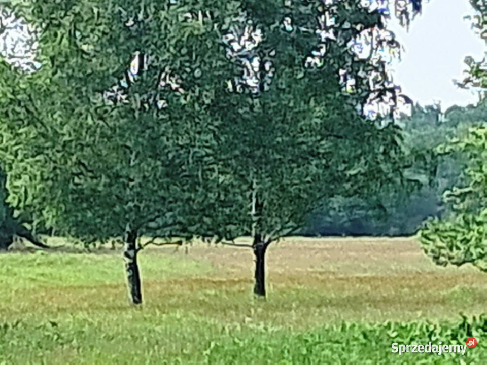 Działka budowlanorolna 11 800 m2 m2 w gm Grunty i działki mazowieckie Stare Budy Radziejowskie