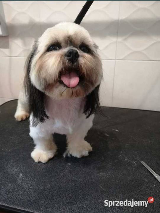 Salon groomerski psi fryzjer kąpiel strzyżenie Huta Mazowszańska