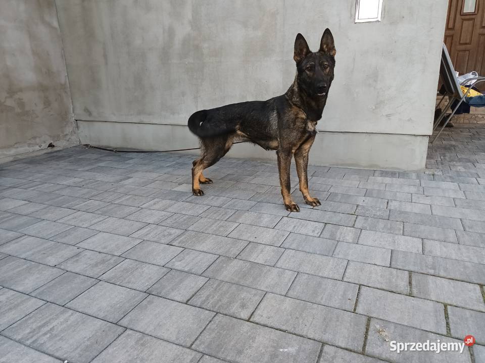 Owczarek Niemiecki Sieradz sprzedam