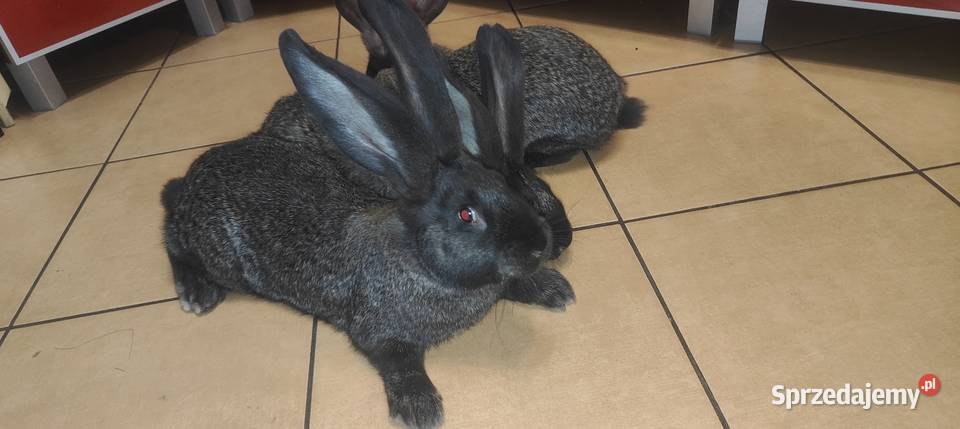 Olbrzym belgijski żelazisty Górki sprzedam