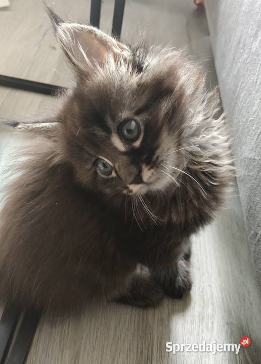 Kocięta Maine coon Pruszcz Gdański sprzedam