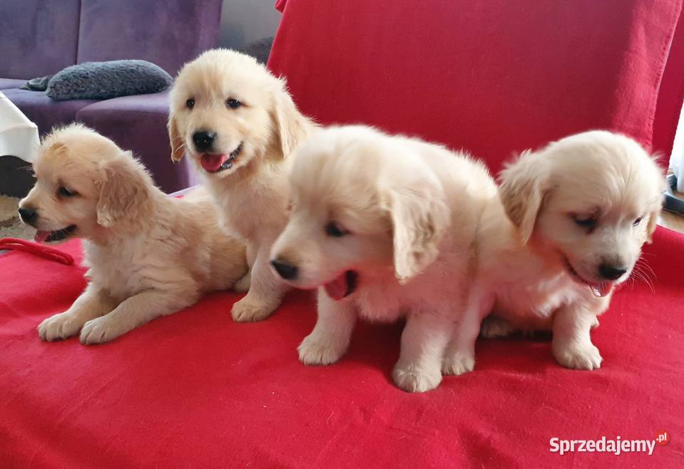 ŚLICZNE PIESKI GOLDUSIE śląskie Stary Broniszew