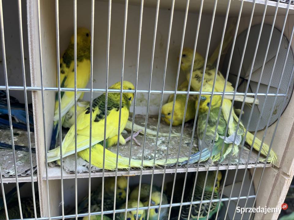Papugi faliste Ptaki sprzedam