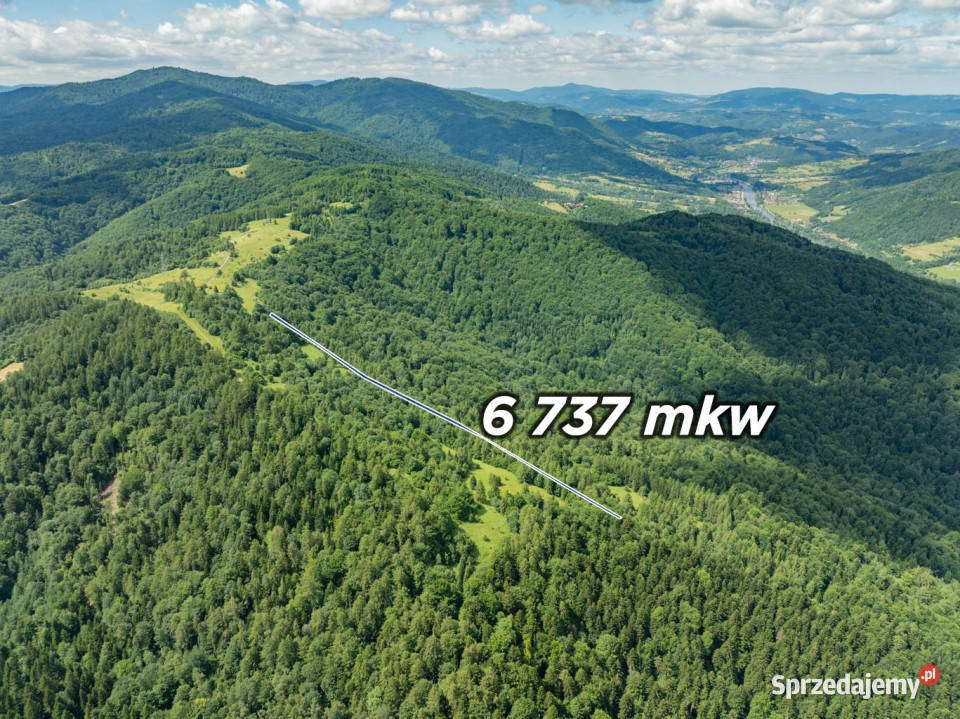 Las w Krościenku Dunajcem Krościenko nad Dunajcem