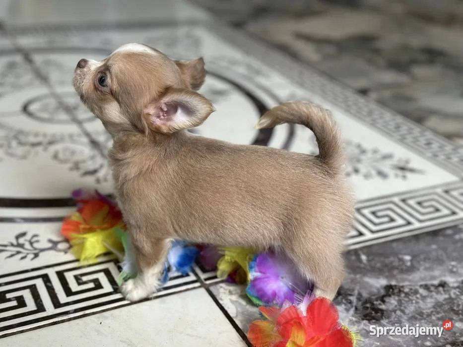 Urocza chihuahua zachodniopomorskie Szczecin sprzedam