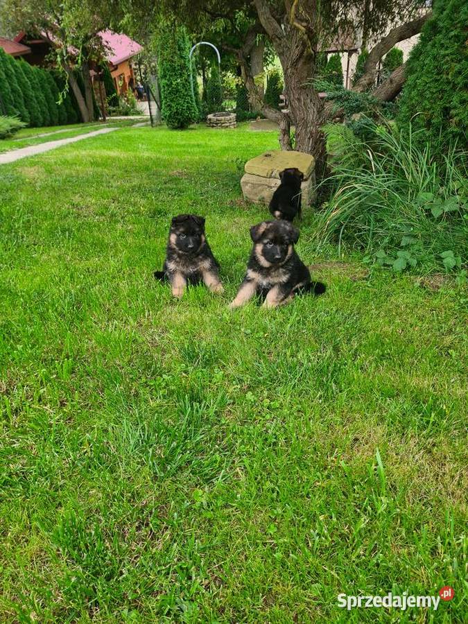 Owczarek Niemiecki Długowłosy podkarpackie Bachórzec