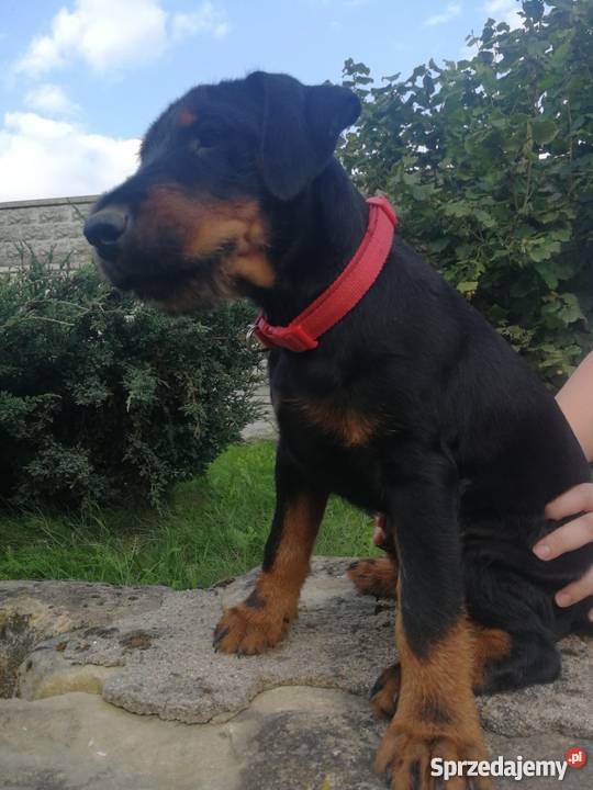 Niemiecki Terier Myśliwski Jagdterrier FCI