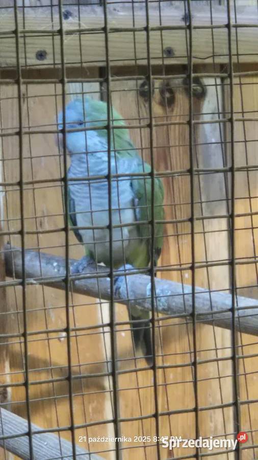 Papuga Mnicha nizinna Bydgoszcz
