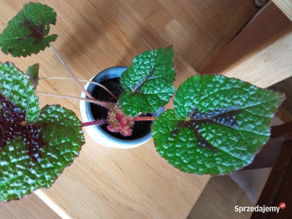 Begonia Silver Jewel begonia zebra podlaskie
