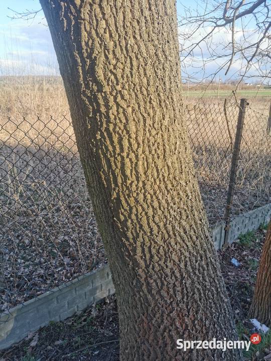 Dąb gruby Dęby na pniu 2 do samodzielnej wycinki Książ Wielki