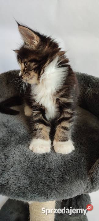 Maine coon Kotka czarna klasycznie pręgowana z śląskie