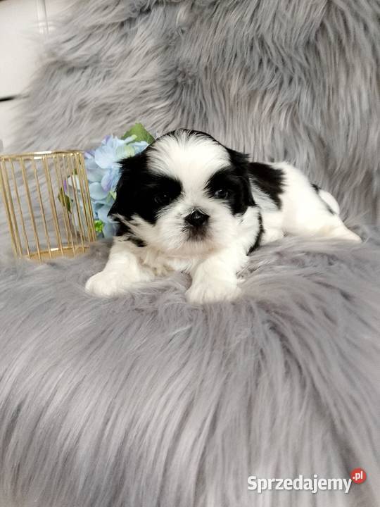 Biało czarny piesek rasy ShihTzu sprzedam