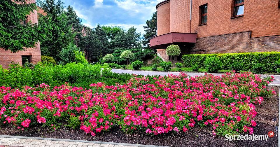 krzewy róż Kraków