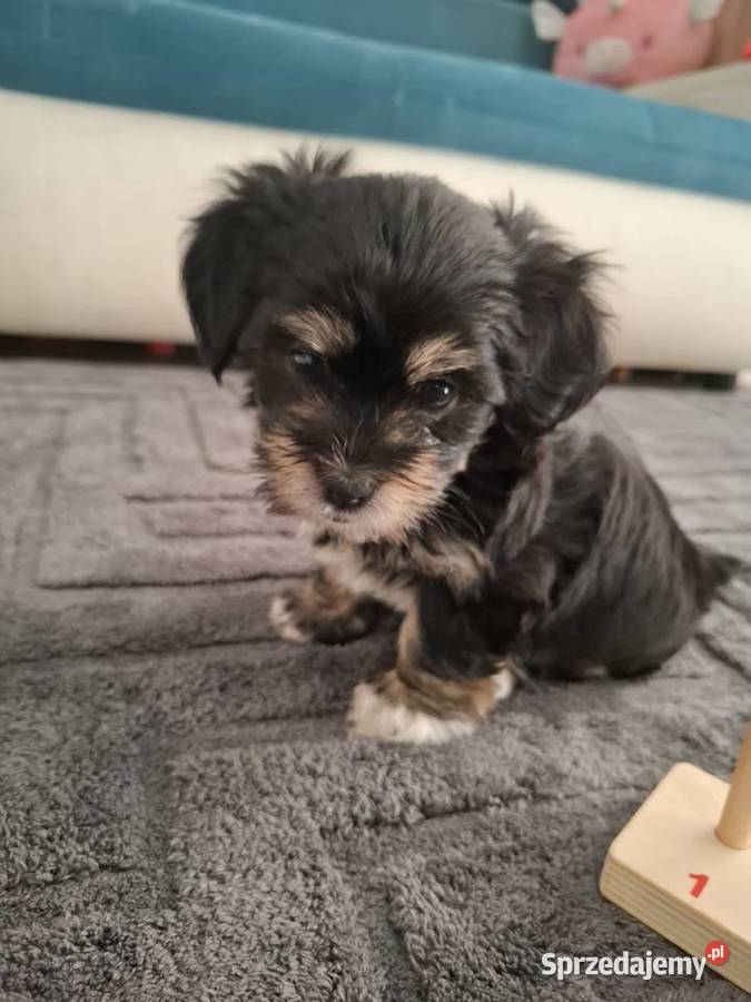 Suczka york Kędzierzyn-Koźle