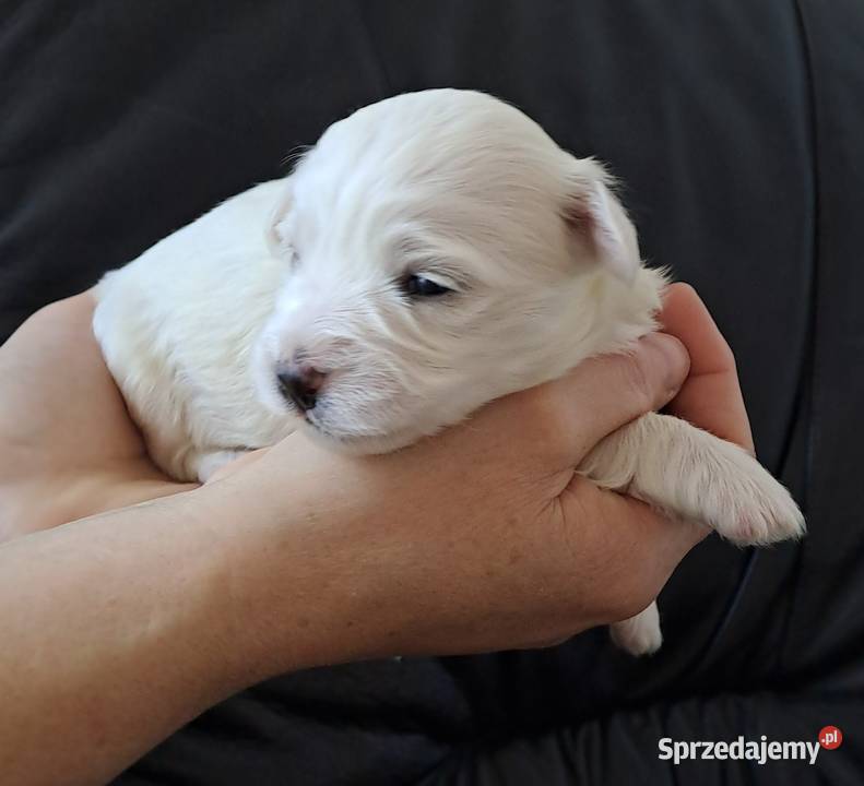 Śliczny Maltańczyk Poręba