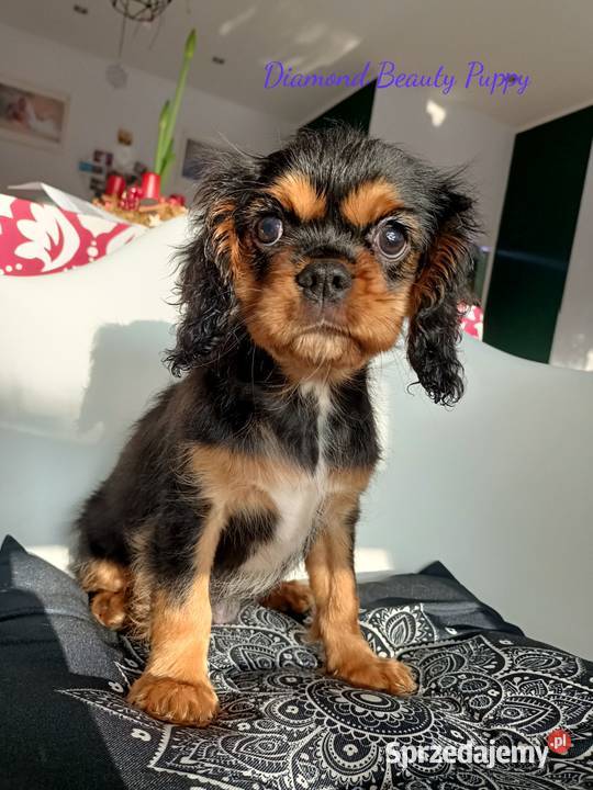 Suczka Cavalier King Charles spaniel maści Bt Tarnowskie Góry